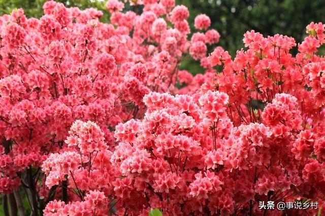 花卉种植技巧：花卉中地位极高的映山红种植方法，以及病虫害防治