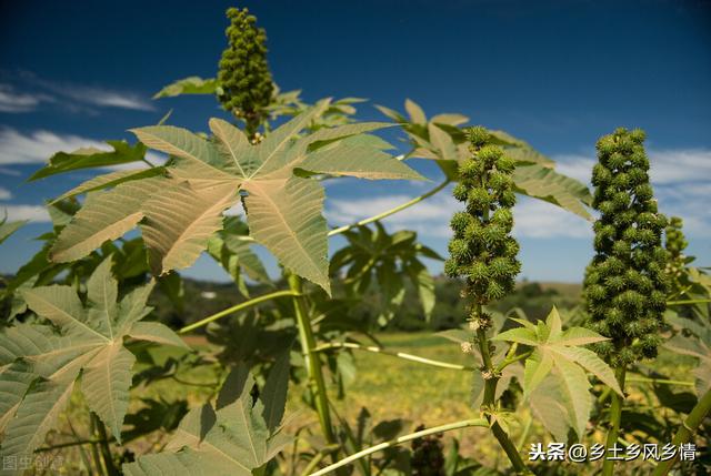 让农民头疼的“地老虎”虫害，套种蓖麻就能根除