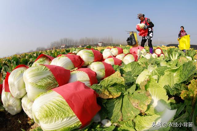 怎样才能种出高产优质的大白菜？掌握这些种植管理技巧