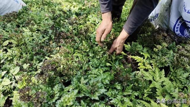 黄连俏市强劲上扬，种植有“钱景”吗？一文读透思路