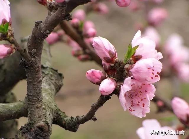 桃园要想高产，管理环节是关健，你不得不知道的桃树生产管理细节