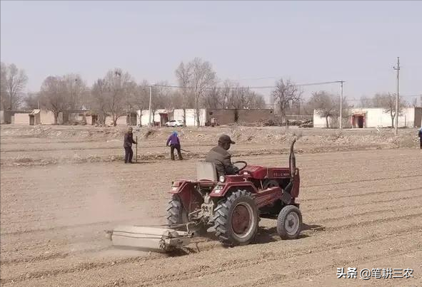 玉米豌豆高产高效间套种植技术