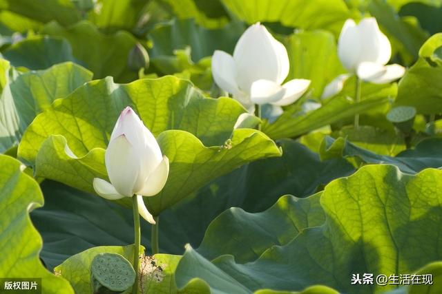 映日荷花别样红（荷花的家养方法）