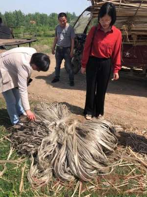 红麻的种植技术(固始