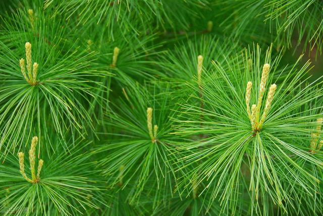 浅析松树育苗与种植技术，科学种植是关键，种植致富方法要了解