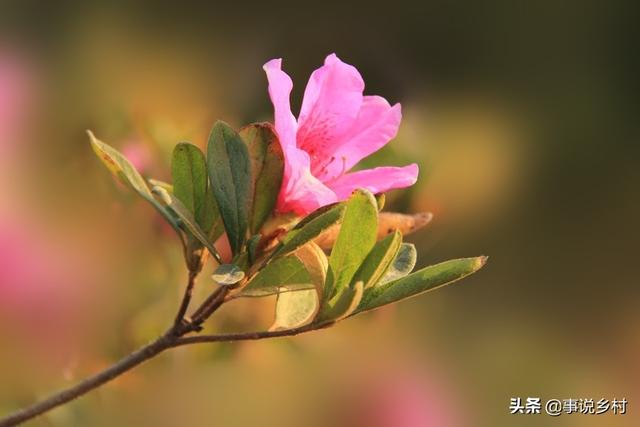 花卉种植技巧：花卉中地位极高的映山红种植方法，以及病虫害防治