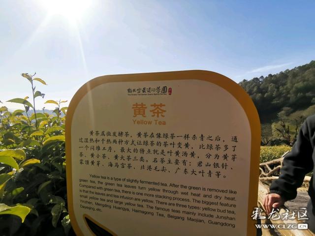 这里是“离天空最近的茶园”，海拔两千四