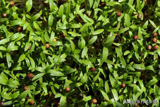 各种蔬菜种子发芽温度和催芽方法大全，掌握了年年有用，种植必备