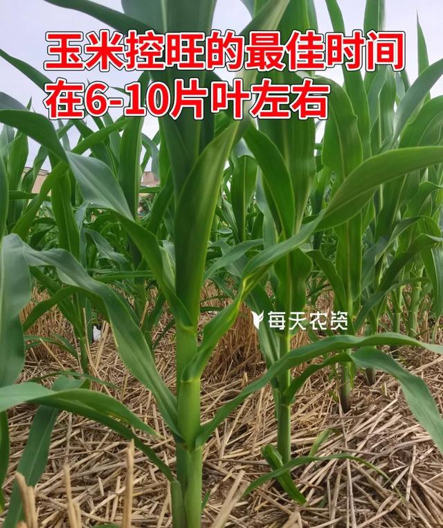 玉米什么时间控旺最佳？注意事项有哪些？一次性讲清楚！