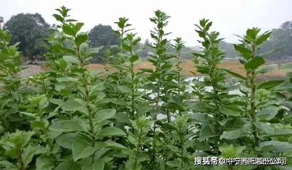 居然还有菜用枸杞？啥叫菜用枸杞？菜用枸杞的栽培技术要点