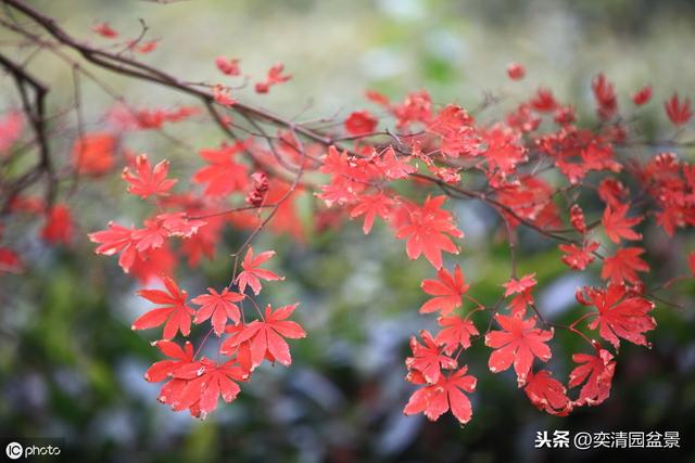 仅需掌握这几个重点，让你轻松学会红枫盆景的制作