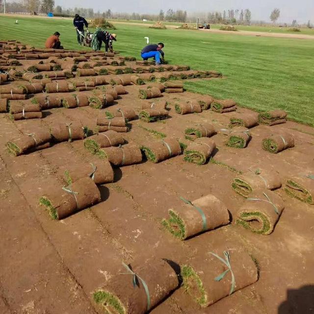 土马尼拉草坪的不足，无土栽培马尼拉草坪技术的优点