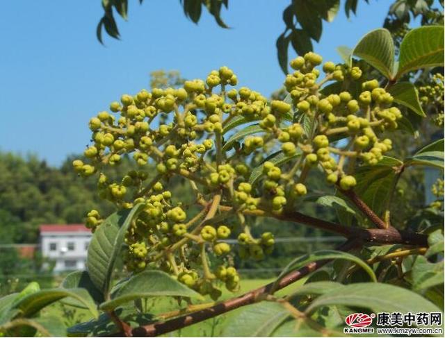 吴茱萸种植面积大幅增加，一亩种苗竟卖出15万元的惊天暴利