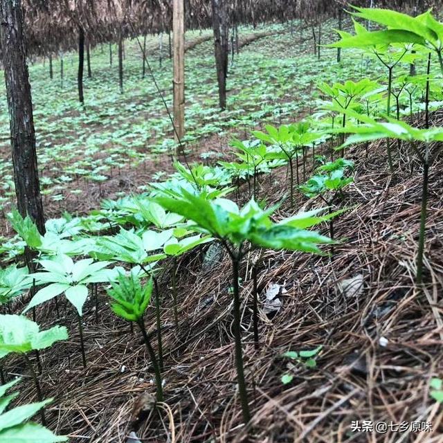 好几个省份都可以种植三七，三七的原产地主要在哪个地区呢？