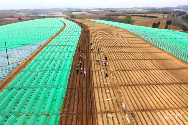 神奇的北纬39°｜种生姜，从小村庄卖到大欧洲