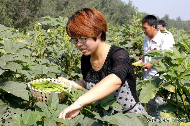 种植这种水果秋葵，三年连续亩收益3万元，市场畅销品种