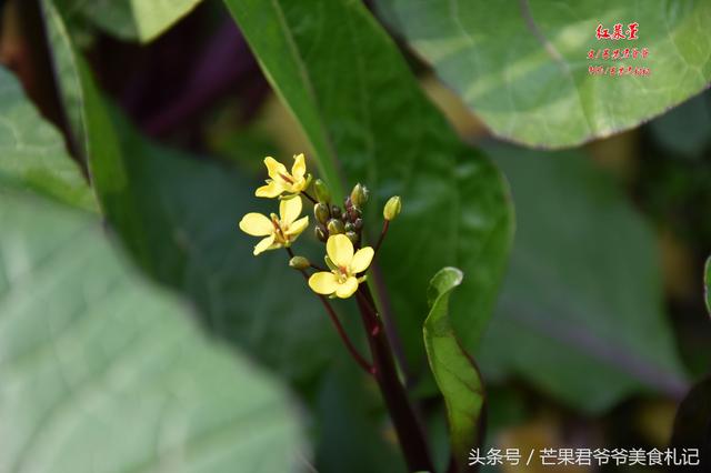 芒果君爷爷：红菜苔炒腊肉，品味湖北从这道中国名菜开始