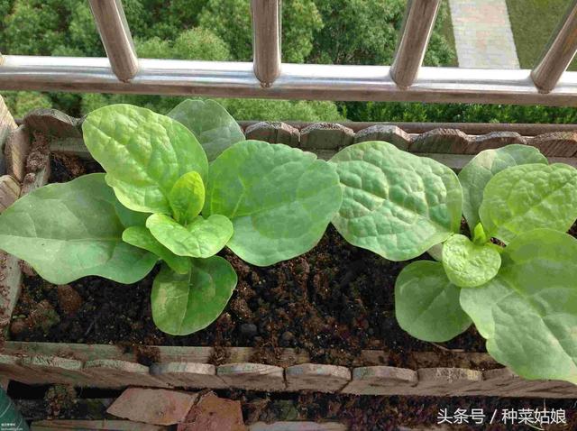 阳台种植蔬菜，要想长得好，这几个简单的小细节千万不能忽略