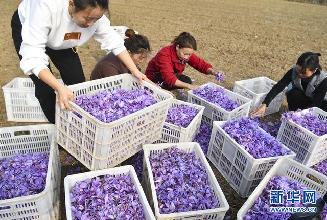 安徽亳州：藏红花开幸福路