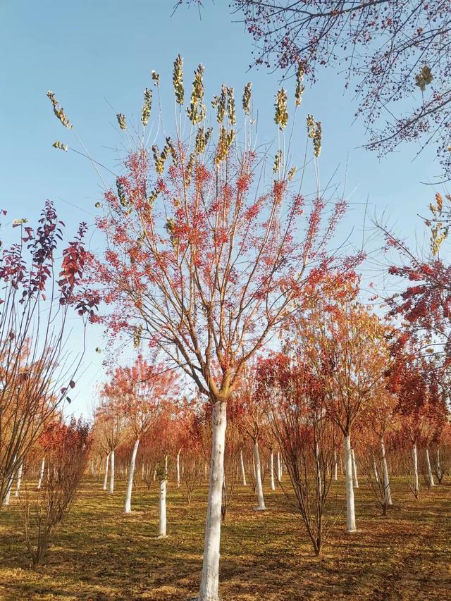 丝棉木最佳种植时间是什么时候？