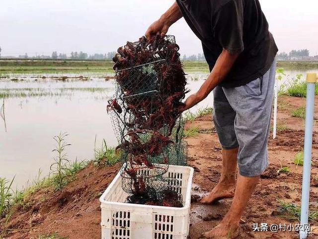 要想小龙虾养的好，你得学会种水草，种水草的5种方法你会吗？