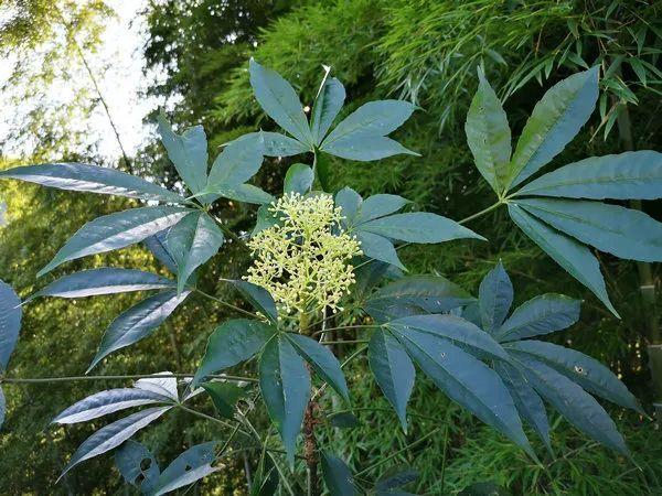 这些原生植物，是最适合在花园中应用的材料