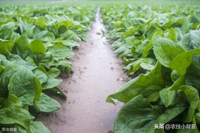 种植菠菜要想产量大、品质好，从种到收的这些管理技巧要用好