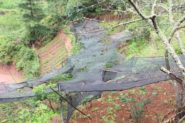 一粒续断籽带出山村产业路