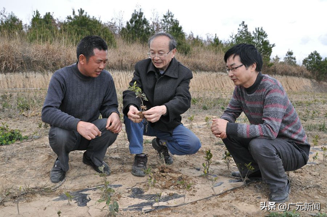 为广元建黄茶标准体系，他帮村民用茶叶铺就脱贫致富路