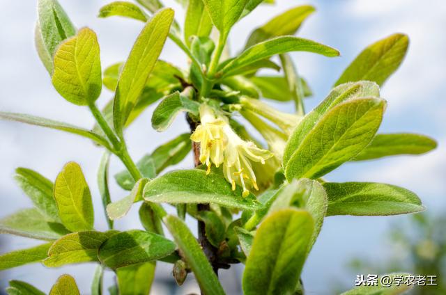 金银花如何定植？多久可以开花？如何剪枝定型？从5方面来介绍