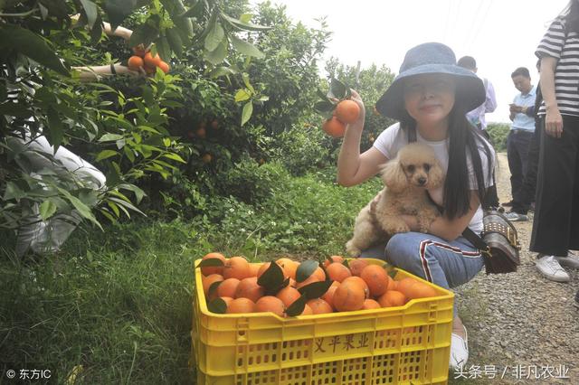 沃柑怎么种？农民都是这么管理的，橙子高产味特好，千万错过！