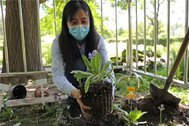 “高原美人”绿绒蒿首次平原露地栽培开花，快来北京植物园一睹风采