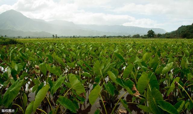 “福鼎槟榔芋”密植覆膜高产栽培技术，看看这5大方面要点