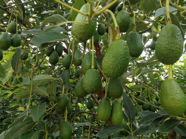 孟连牛油果喜提“地理标志证明商标”，基地种植规模全国最大