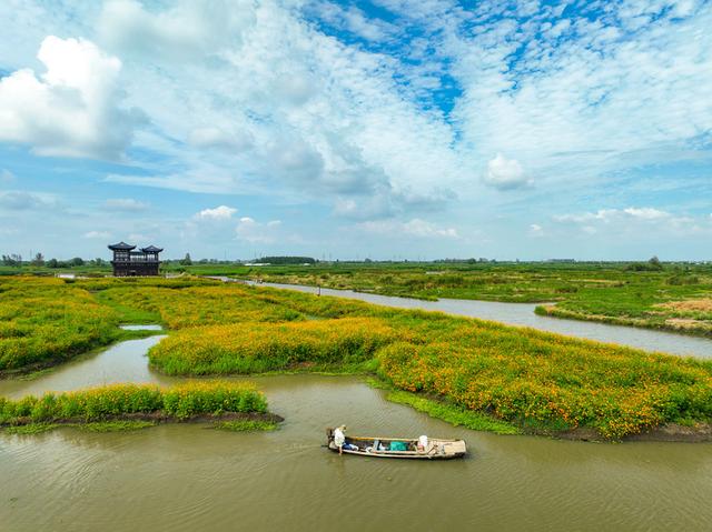 江苏兴化：千垛景区300余亩菊花开