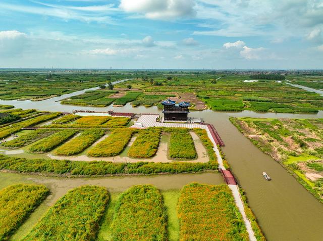 江苏兴化：千垛景区300余亩菊花开