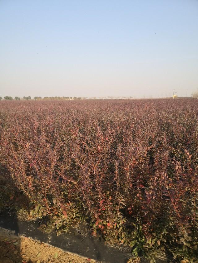 北方露地种植蓝丰蓝莓苗