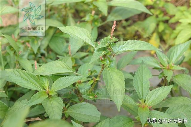 一篇认全北方常见野菜