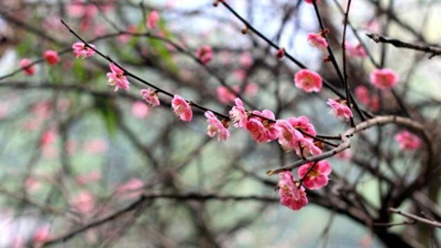 冬天冻不死的10种花