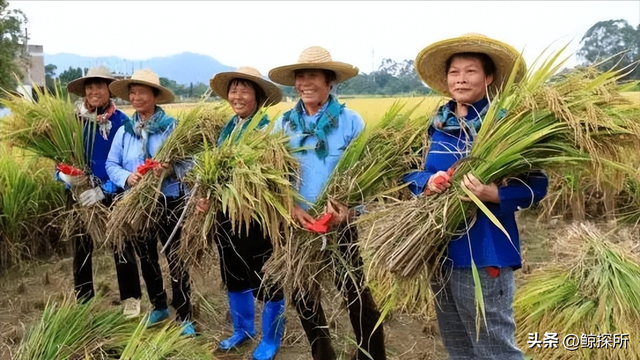 竹稻：通过杂交青皮竹和水稻培育而成，具有竹子和水稻的优良特性