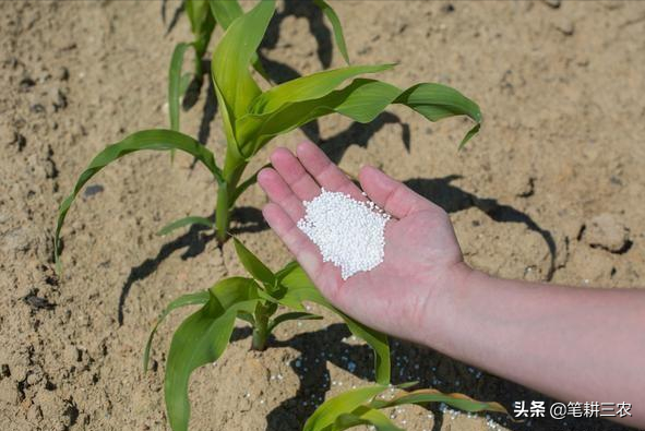 玉米豌豆高产高效间套种植技术