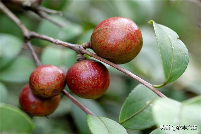 油茶种植栽培技术，掌握起来可以提升产量，获得好收成