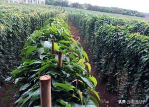 野生山药和种植山药(山药种植方法介绍，掌握这些方法和管理技巧，产量高病虫害少)