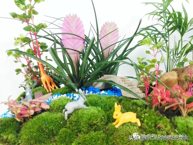 植物微景观那么火，今天教你如何制作