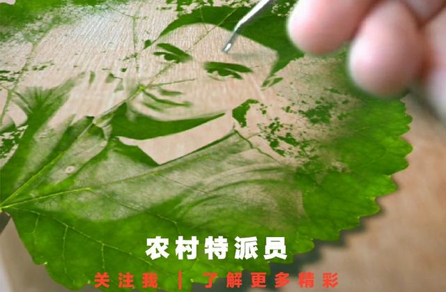 “树上蔬菜”香椿，如何栽培管理才能提早上市，卖出100元高价！