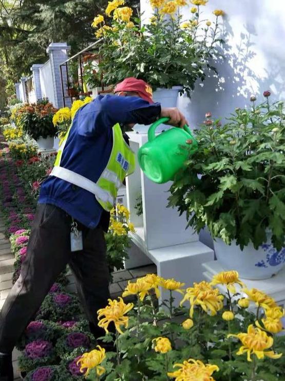 秋高气爽养“菊花”，顺应时节，一掐一肥，菊花个个爆花球