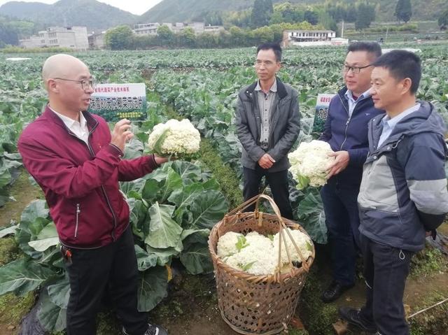 屏南高山花菜 山泉灌溉 生态健康｜福建省【全国名特优新农产品】