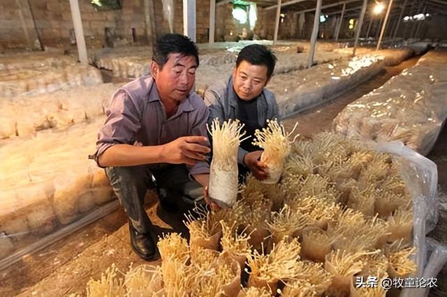 不同栽培技术，对金针菇种植，金针菇产量和品质的影响