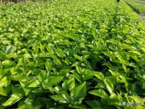 蛋白桑种植时间(蛋白库-饲料桑，种植可用30年，能喂牛羊、猪、鸡鸭鹅，全国可种)