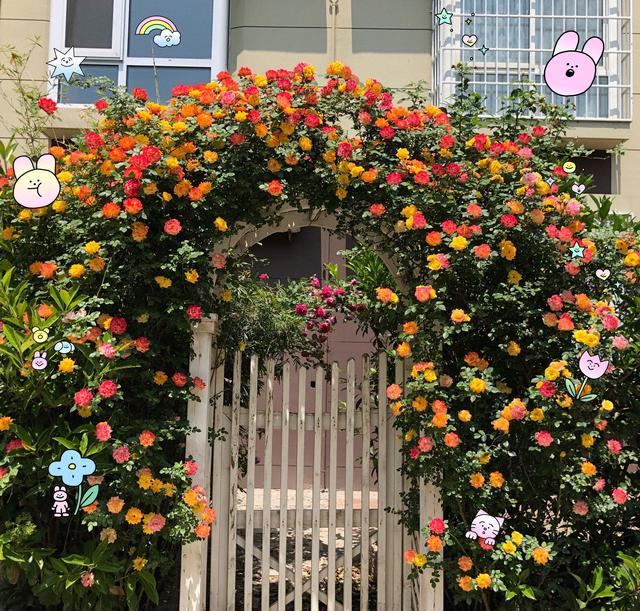 想拥有一面花墙吗？养一种藤本植物，花朵五颜六色，四季有花看